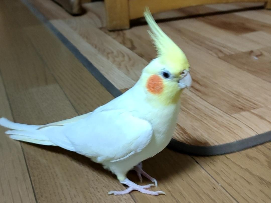 オカメインコ ハナちゃん オカメインコ ハナちゃん