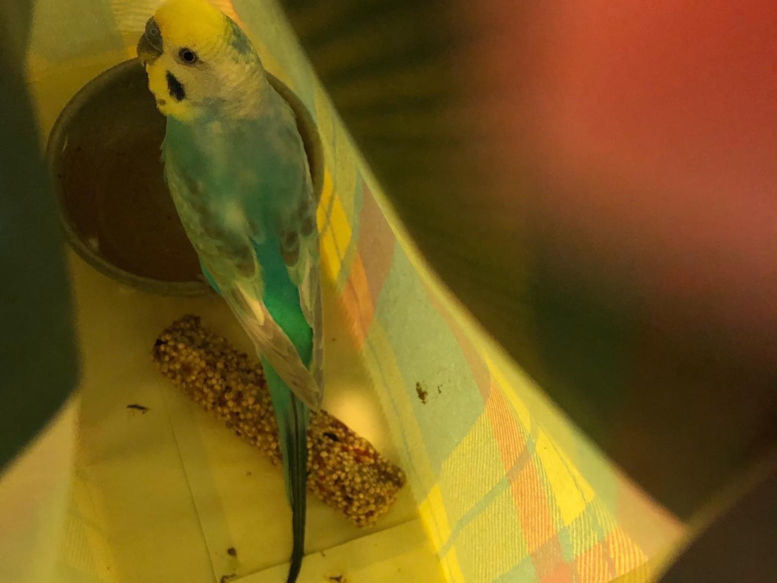 保護された鳥 保護された鳥