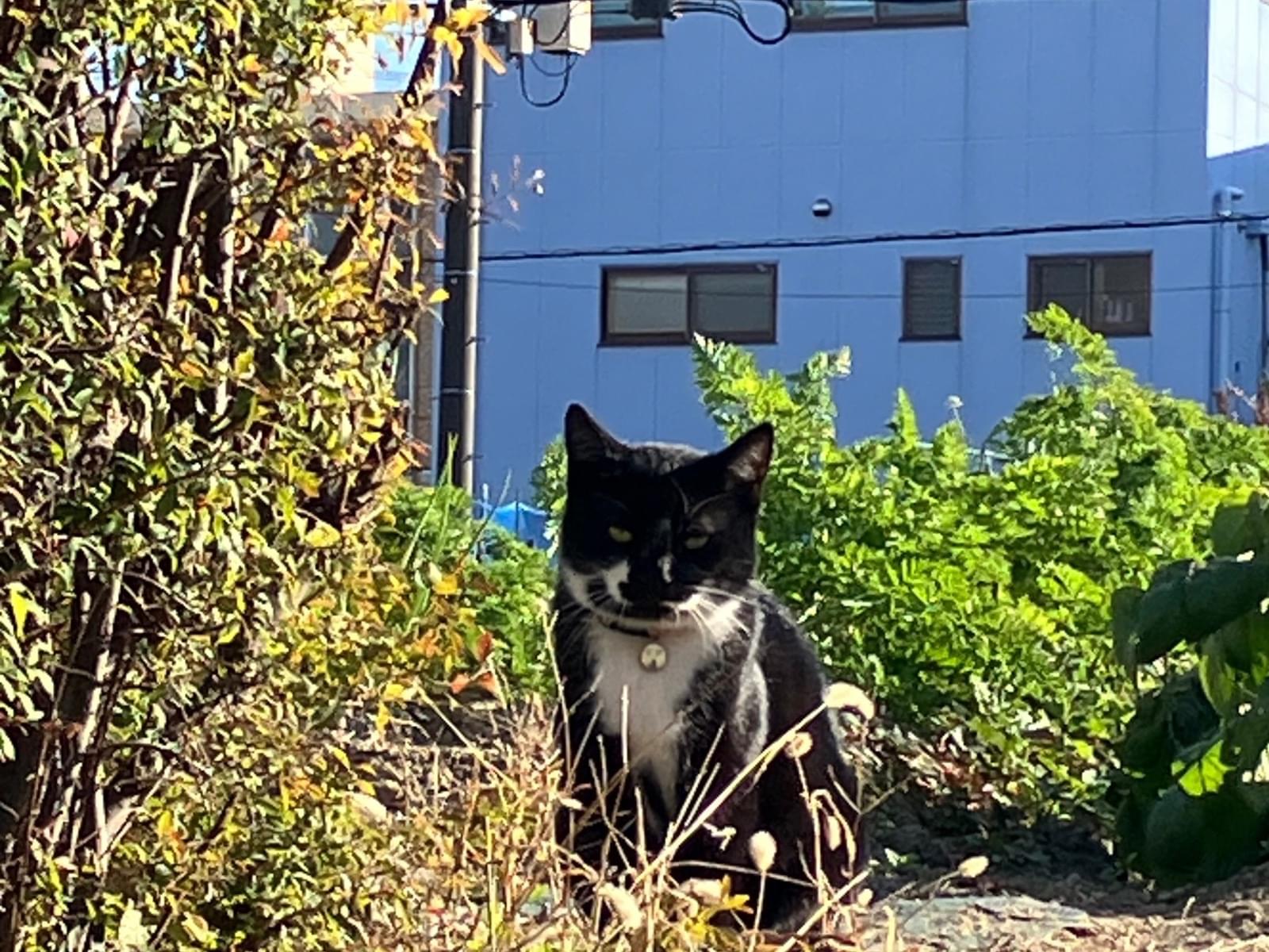 目撃された猫 目撃された猫