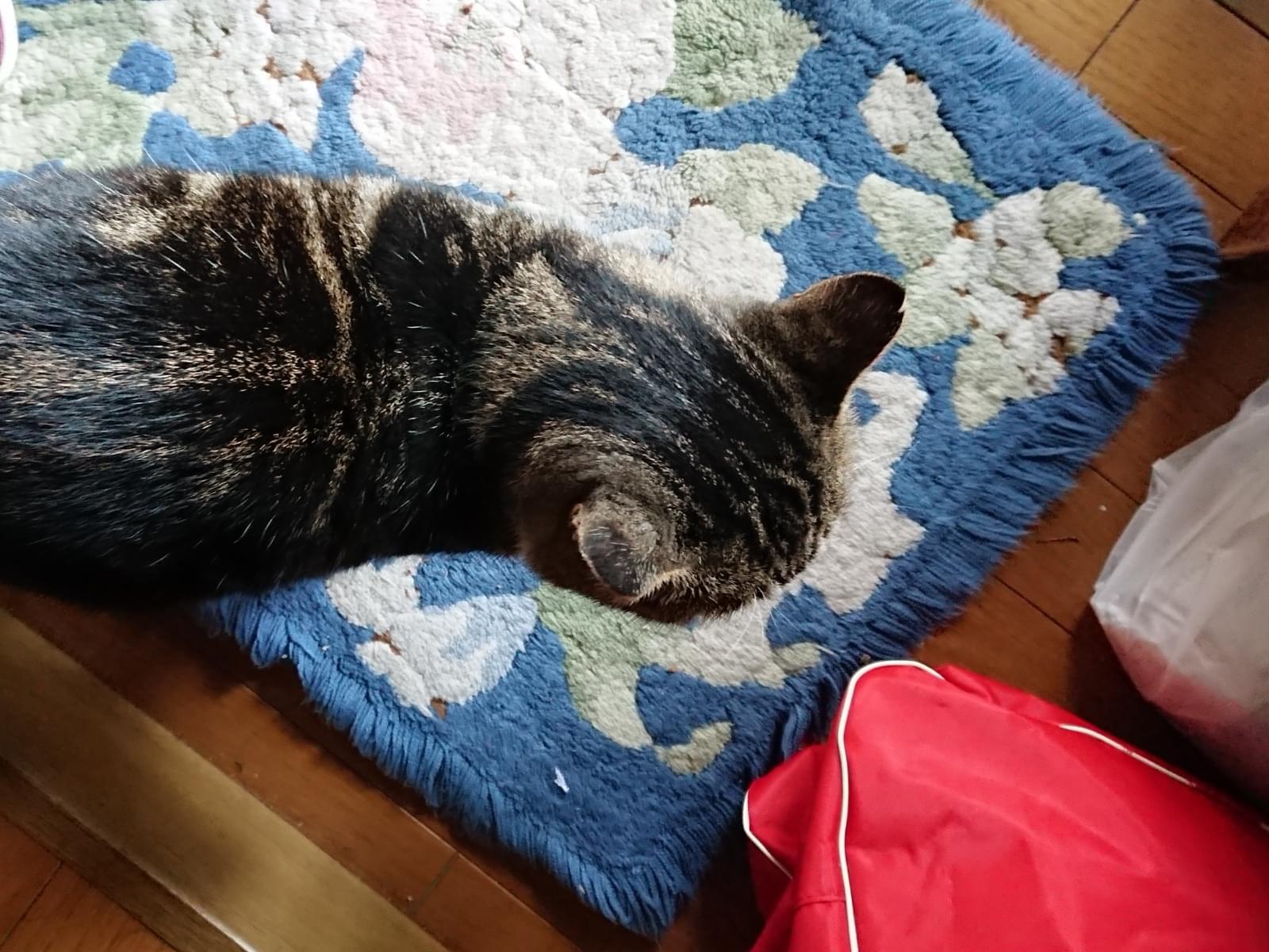目撃された猫 目撃された猫