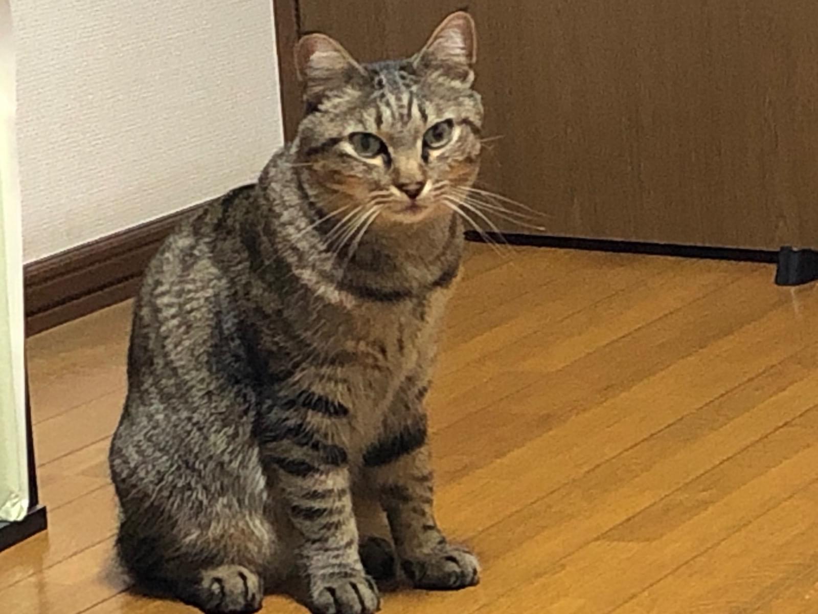 モモちゃん