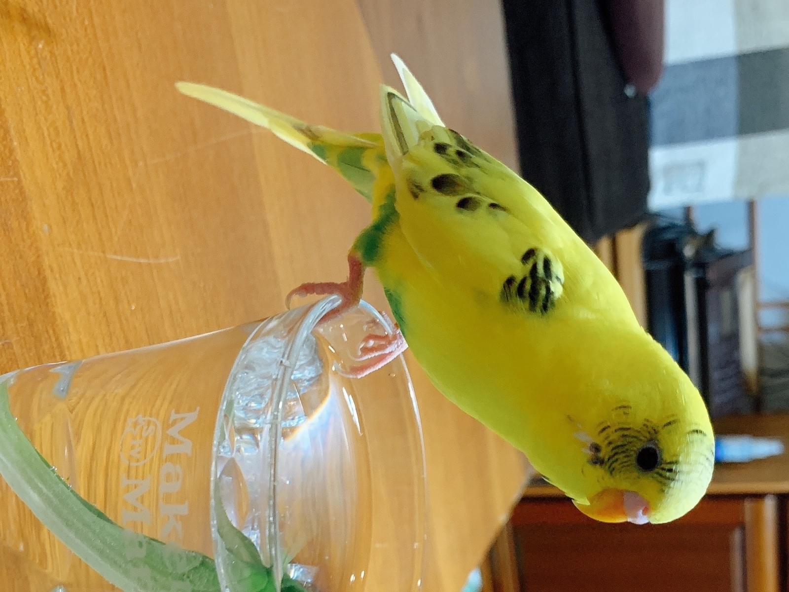 ココちゃん ココちゃん