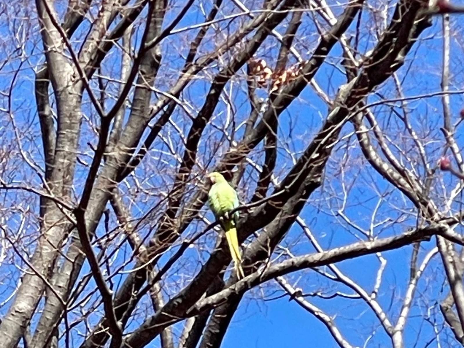 目撃された鳥 目撃された鳥