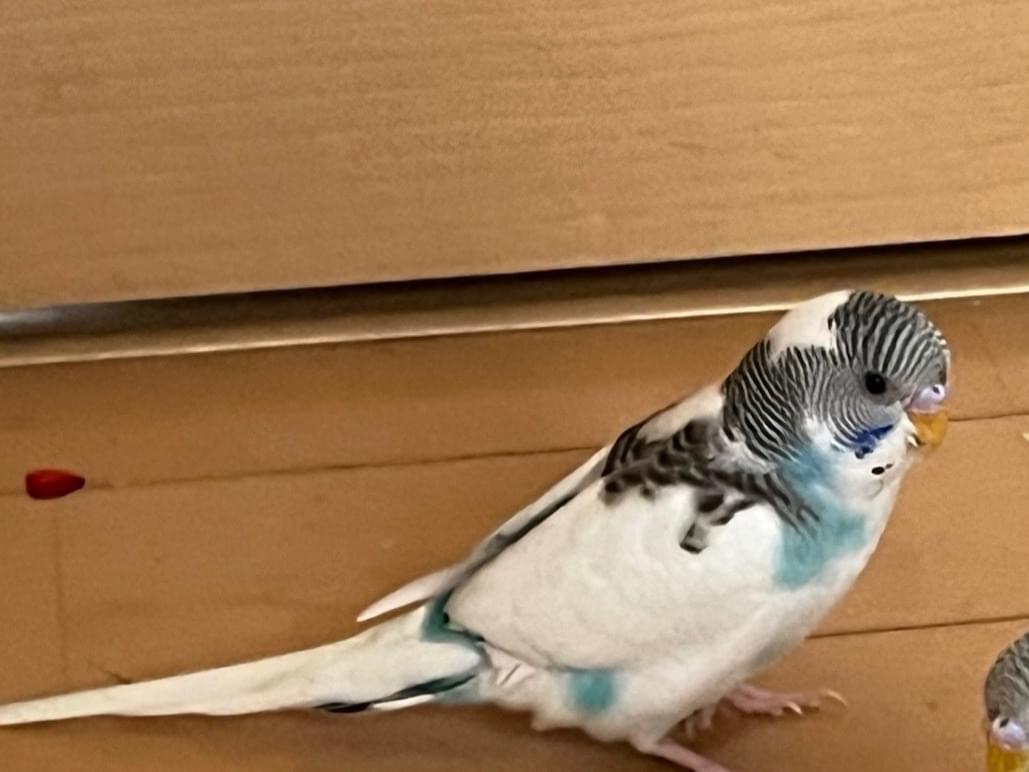はくちゃん はくちゃん