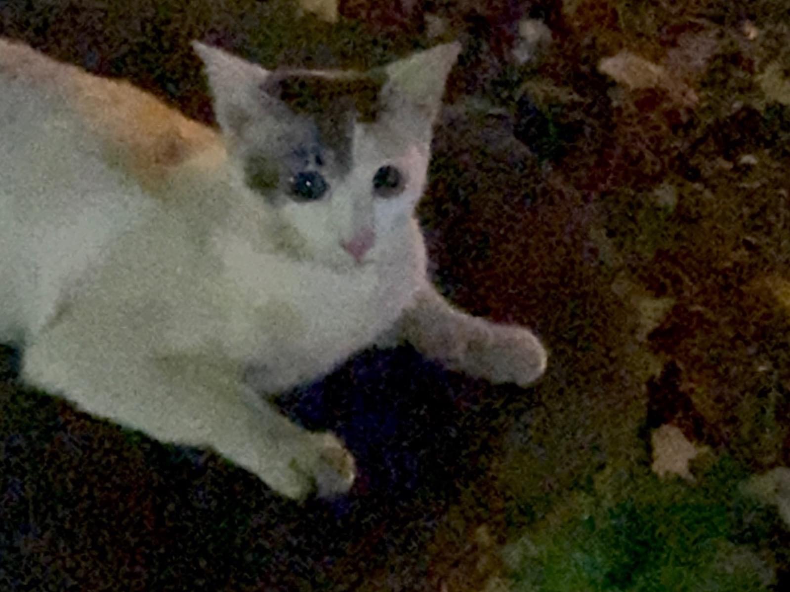 目撃された猫 目撃された猫