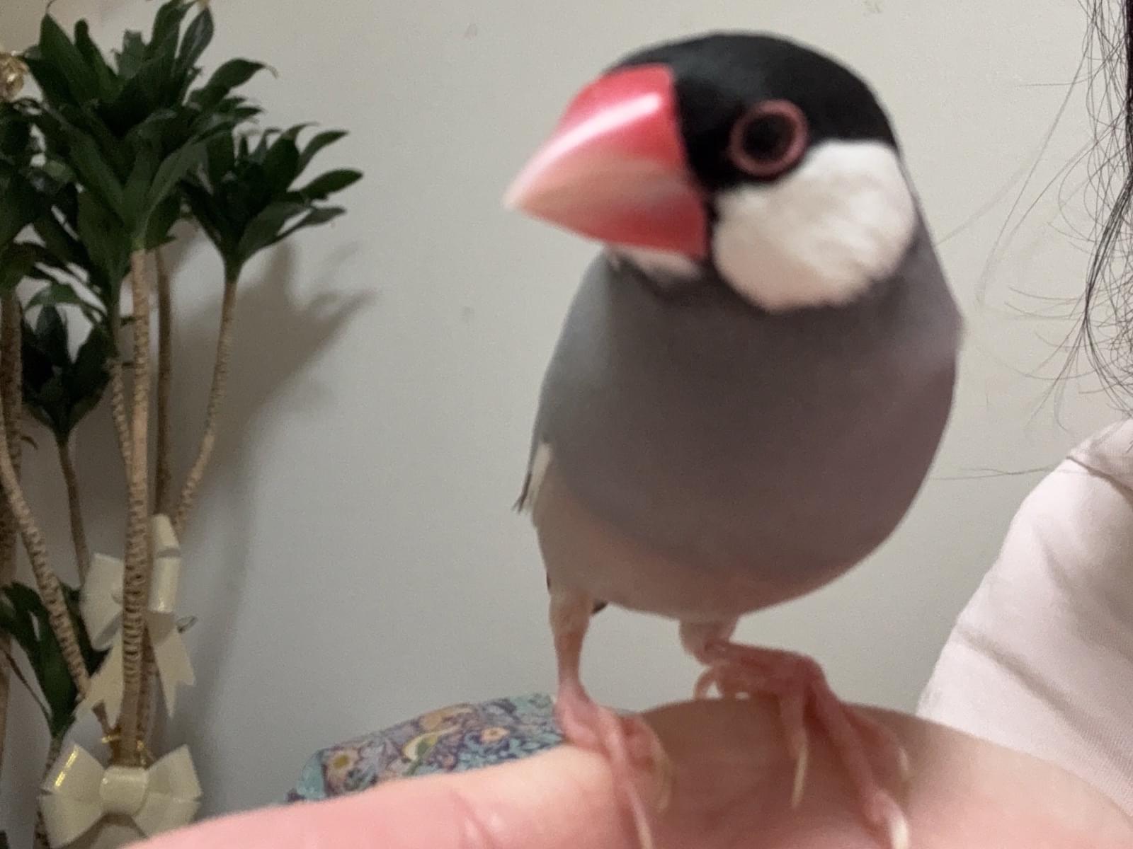 チュンチュンちゃん