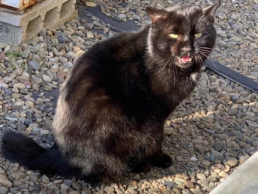 保護された猫 保護された猫