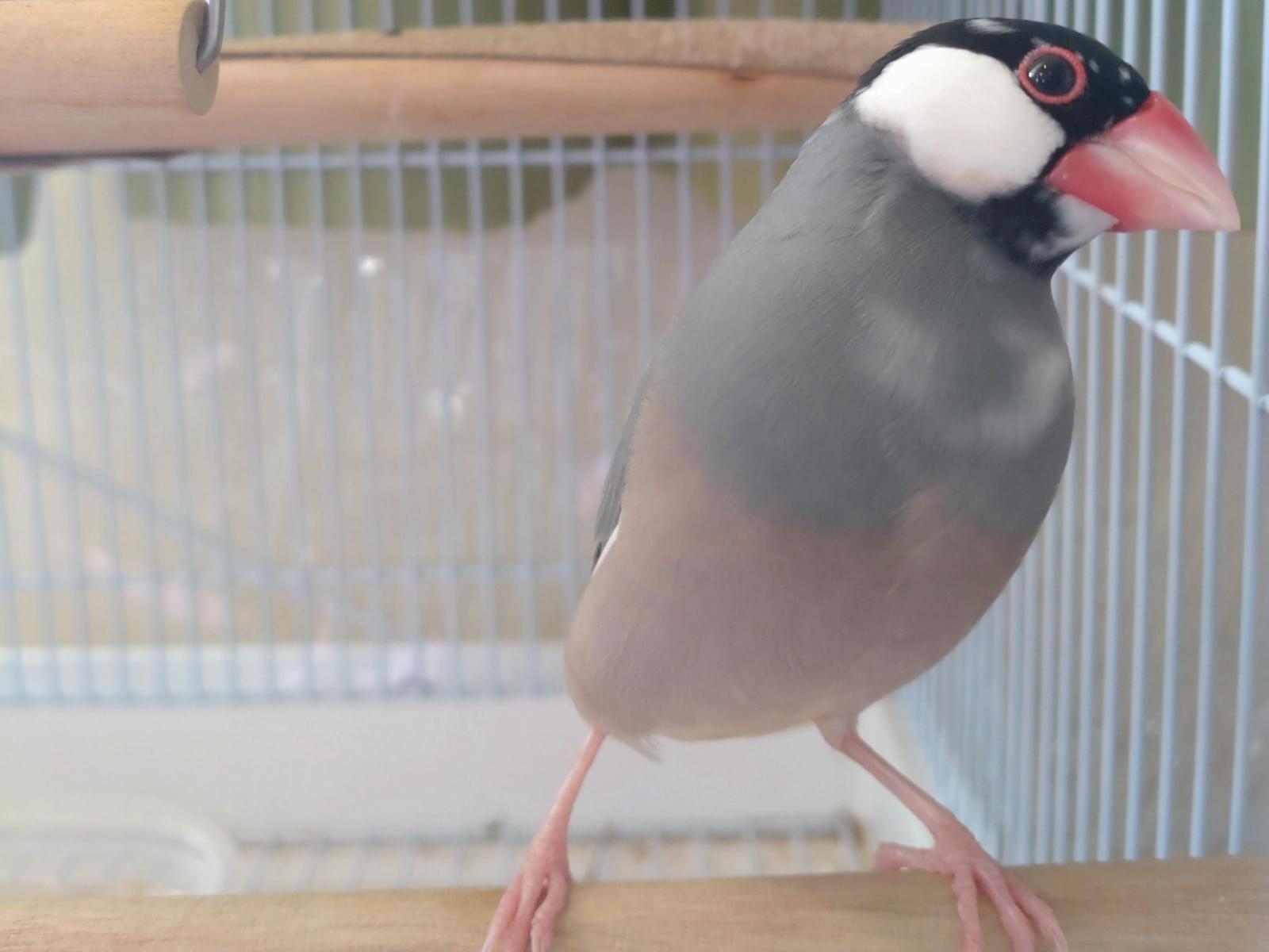 しずくちゃん しずくちゃん