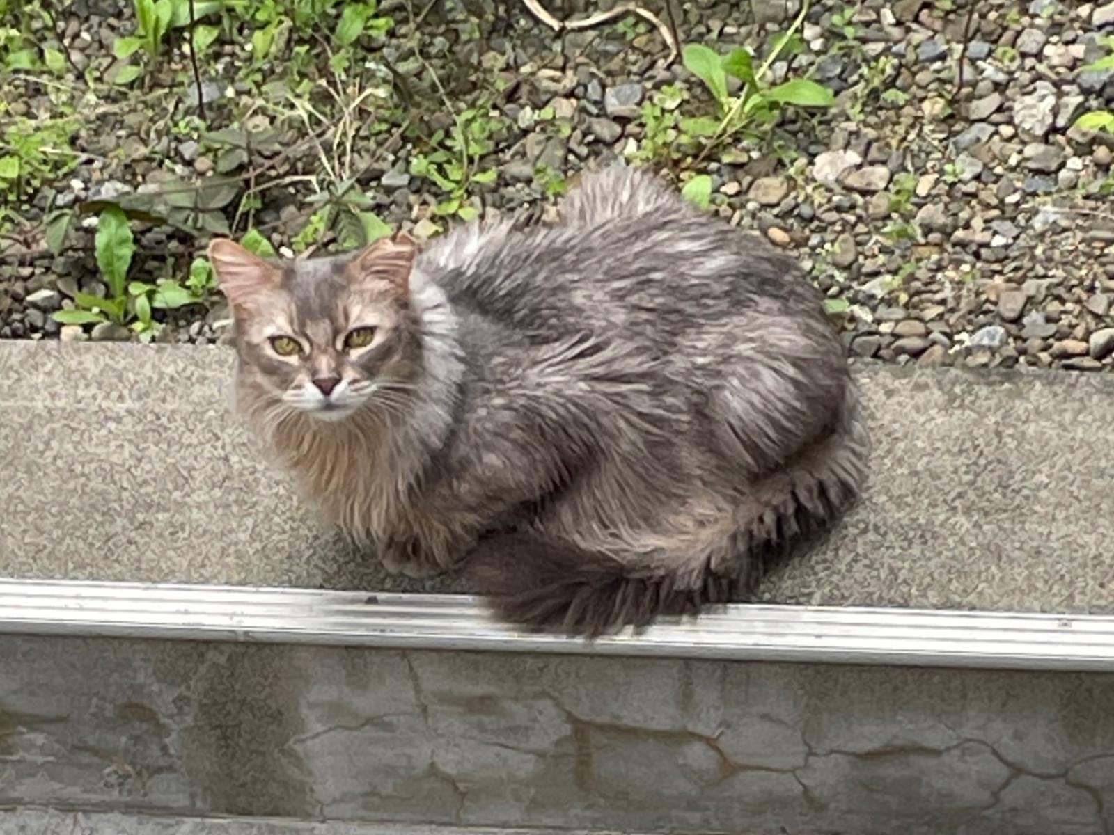 目撃された猫 目撃された猫