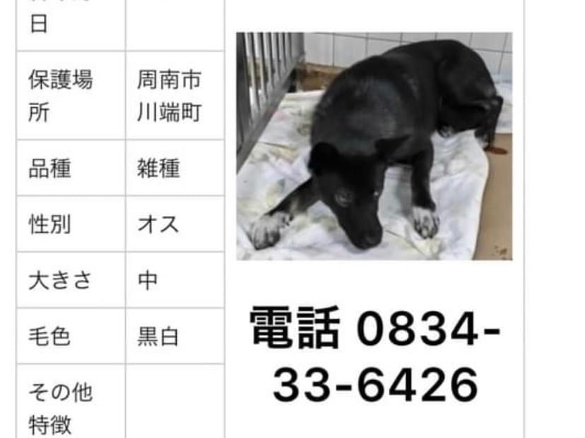 保護された犬 保護された犬