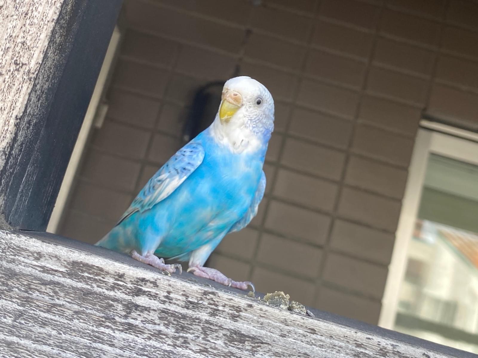 目撃された鳥 目撃された鳥
