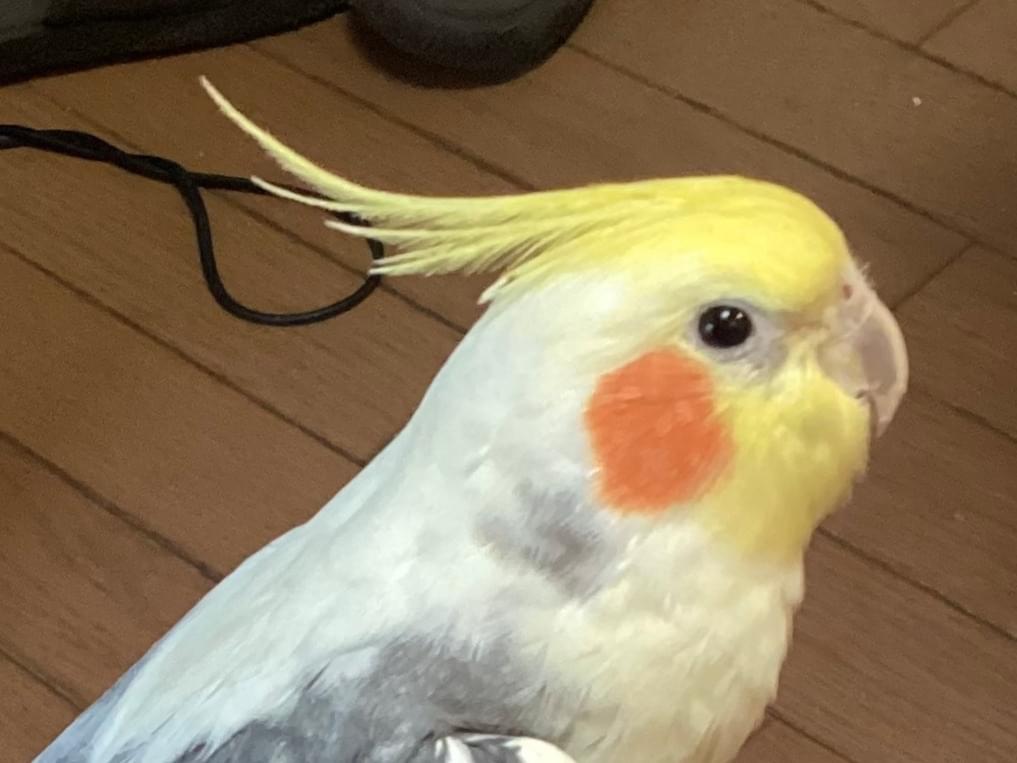 トムちゃん