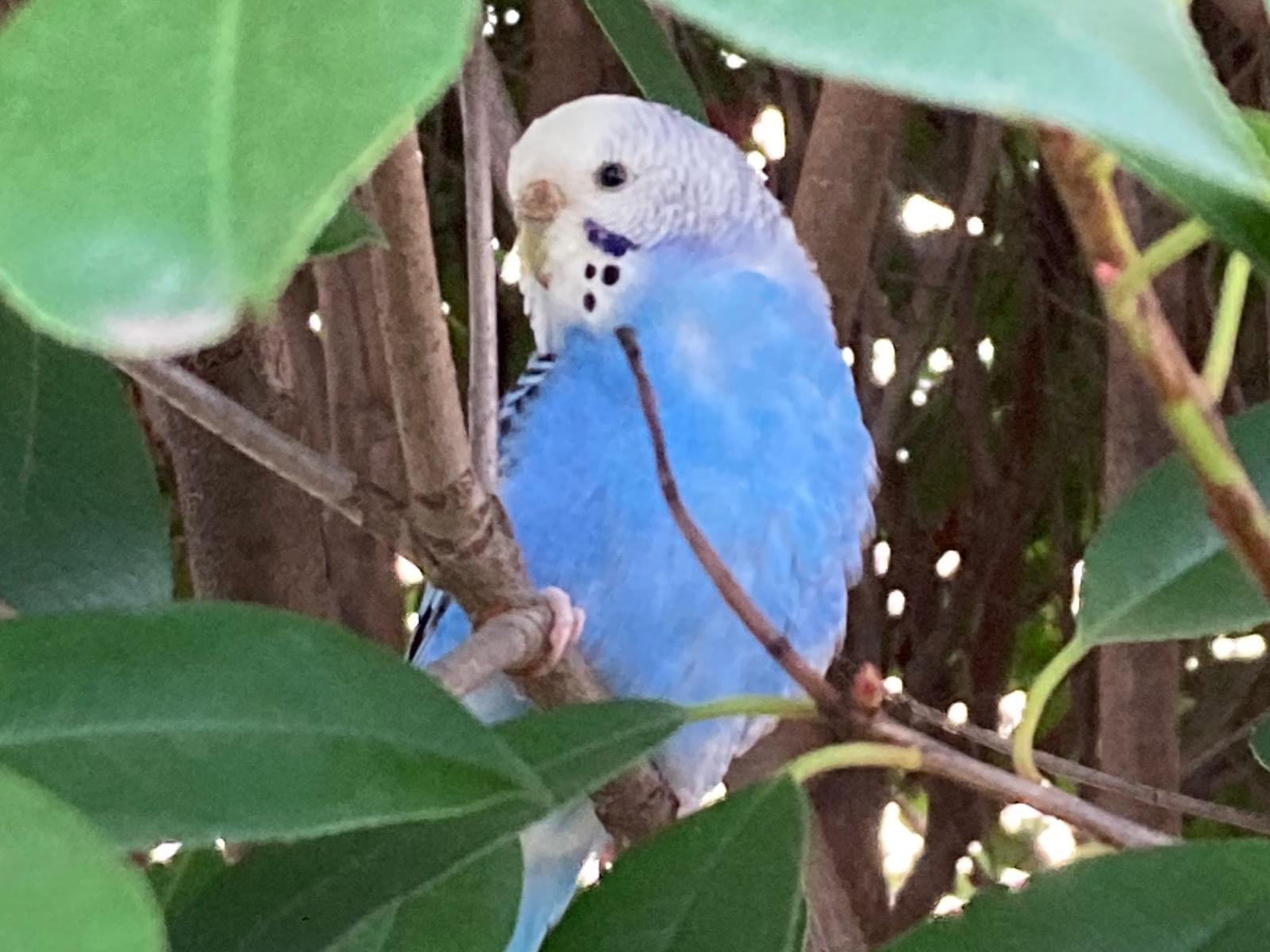 目撃された鳥 目撃された鳥