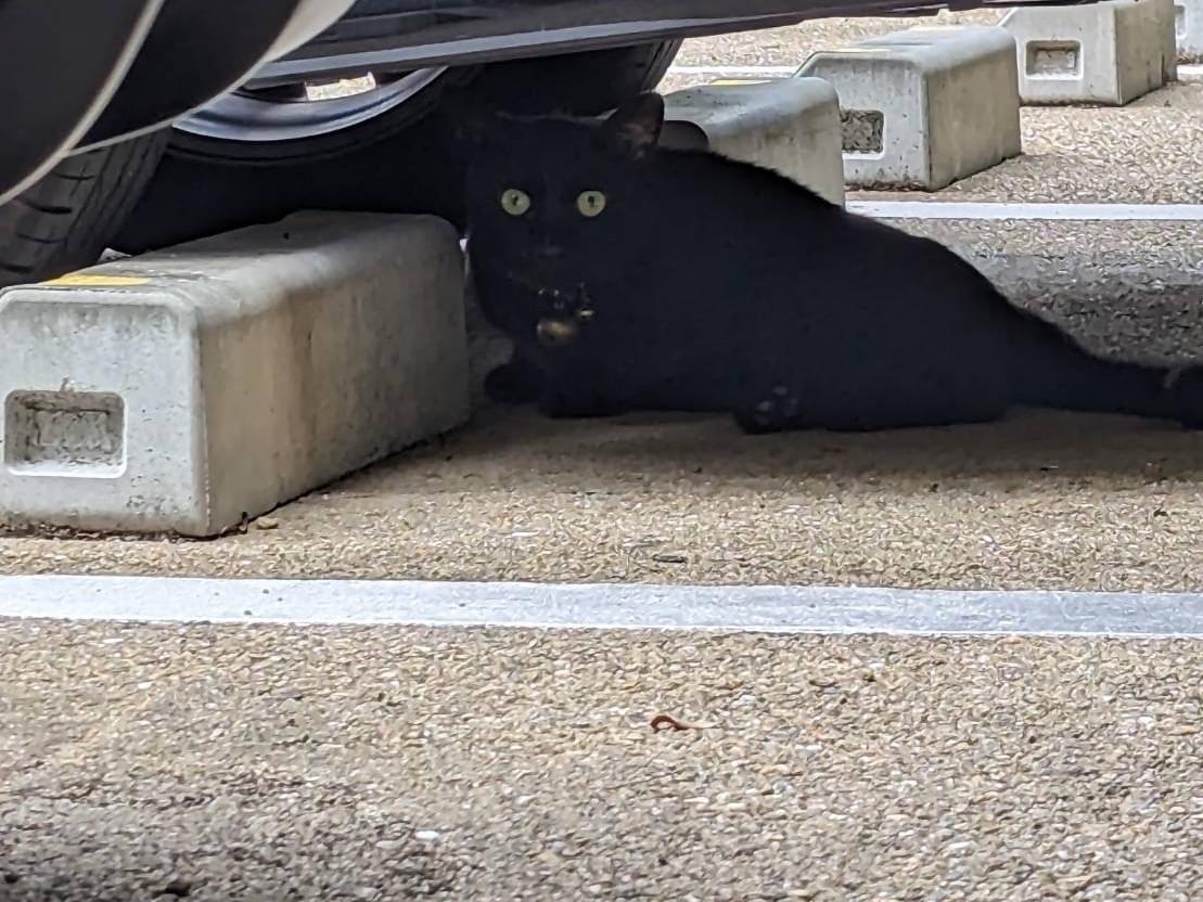 目撃された猫 目撃された猫