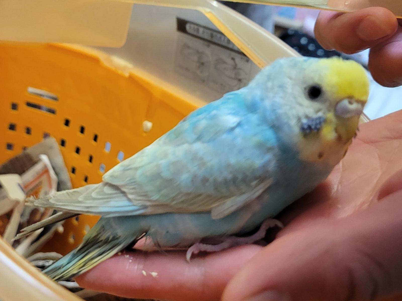 保護された鳥 保護された鳥