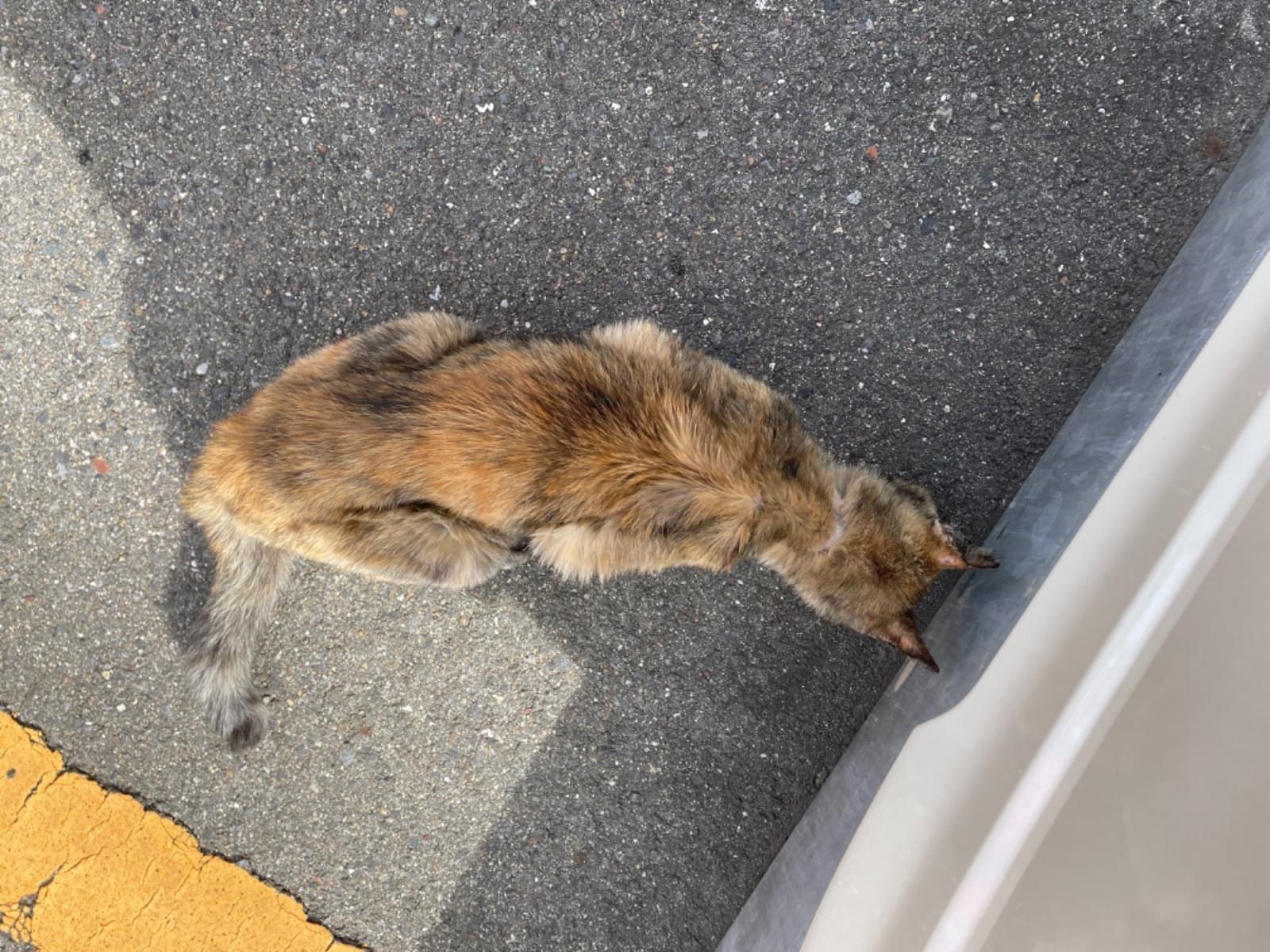 目撃された猫 目撃された猫