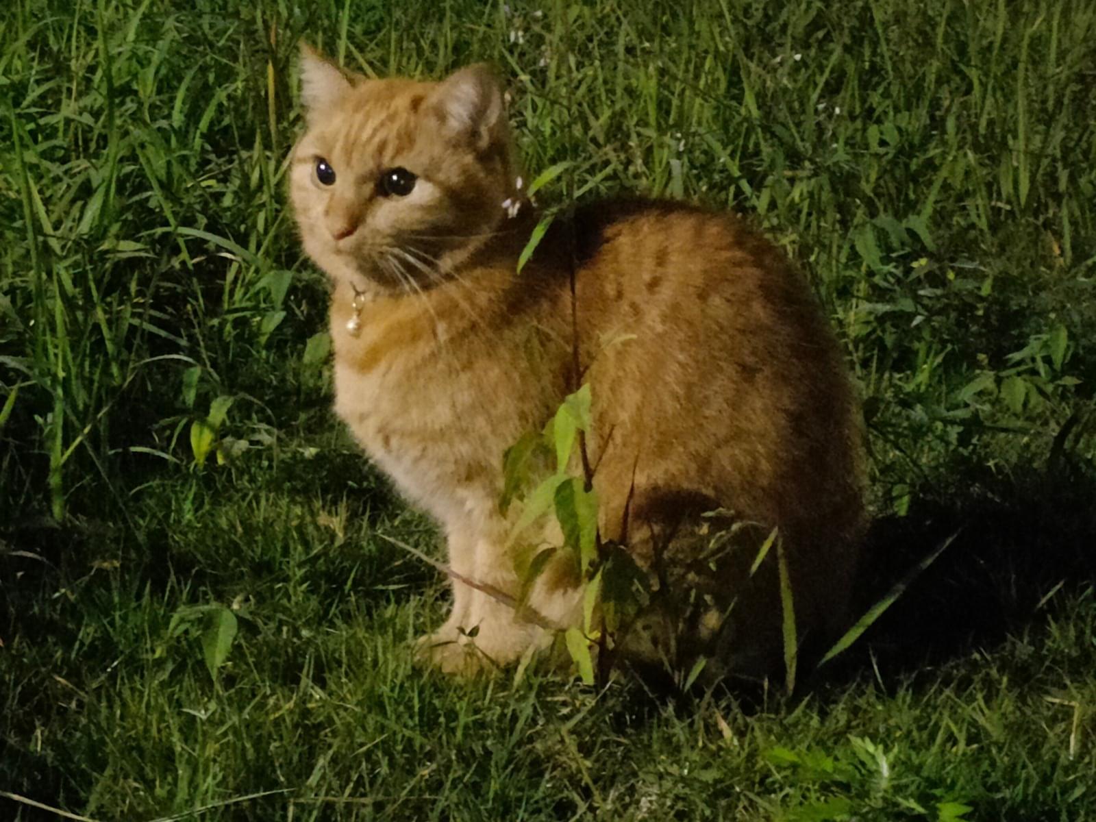 目撃された猫 目撃された猫