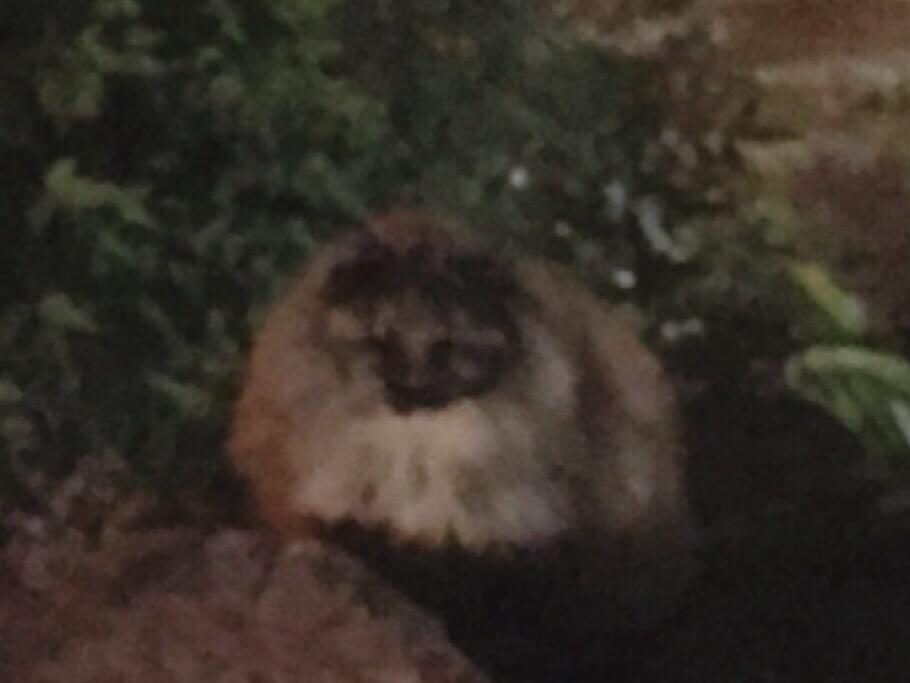 目撃された猫 目撃された猫