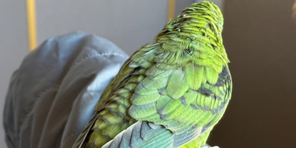 解決済み/お家に帰れました!】緑色のサザナミインコ