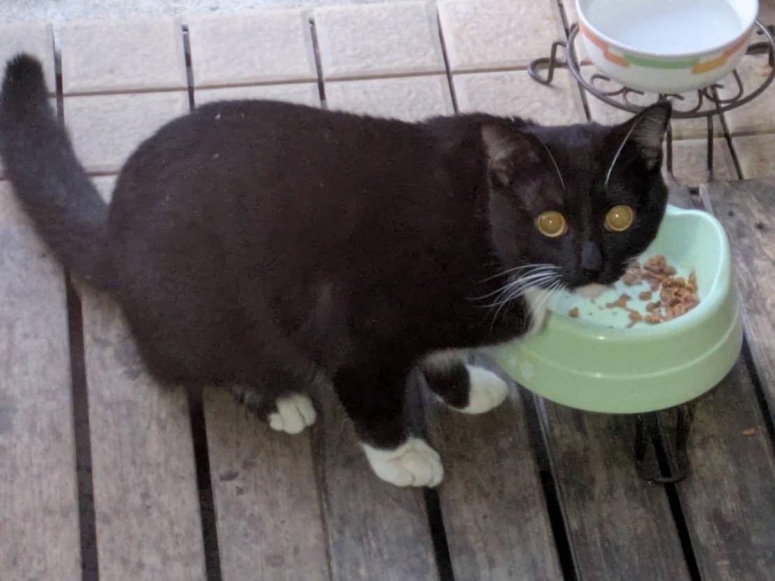 目撃された猫 目撃された猫