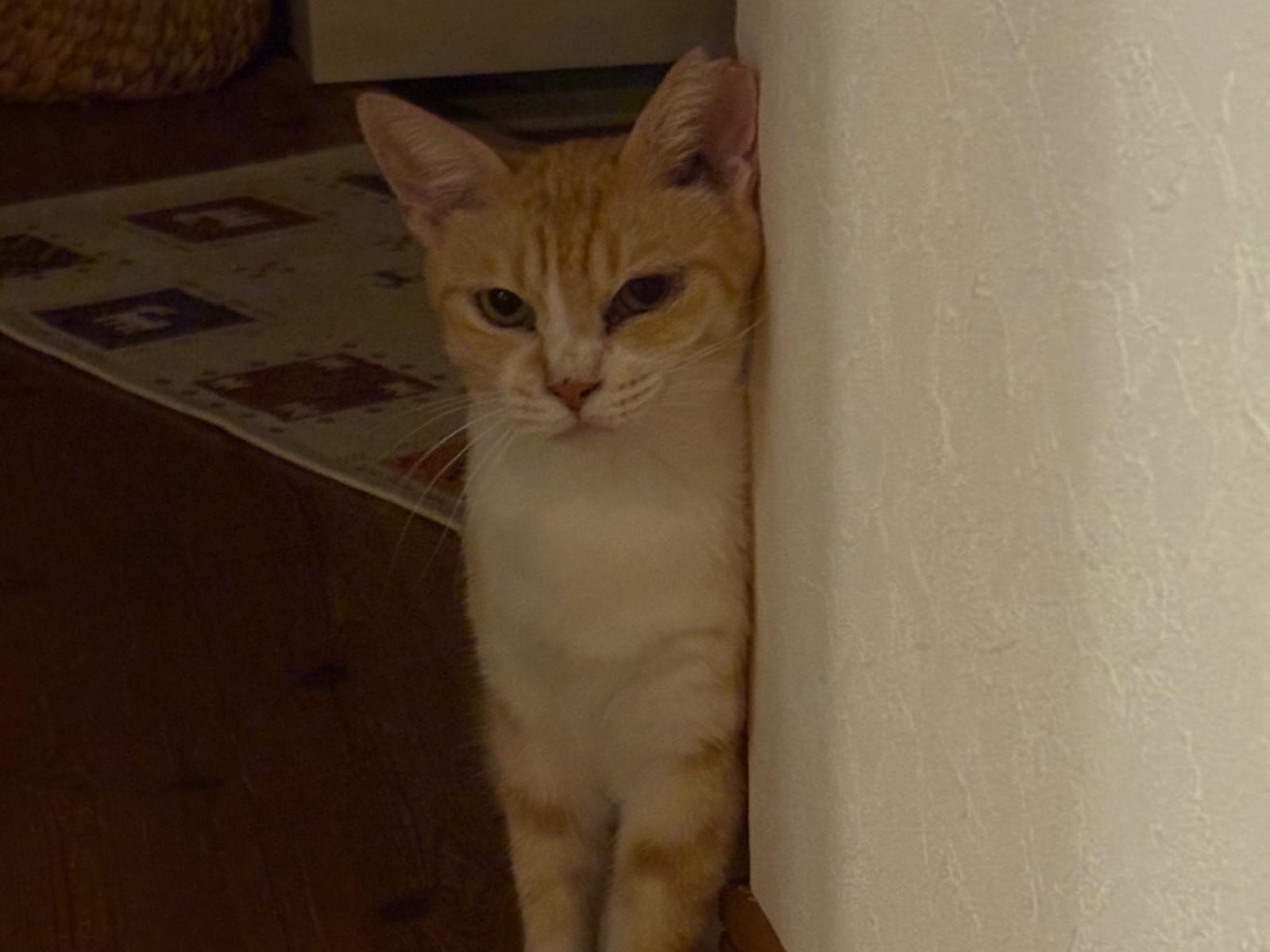 チャコちゃん チャコちゃん