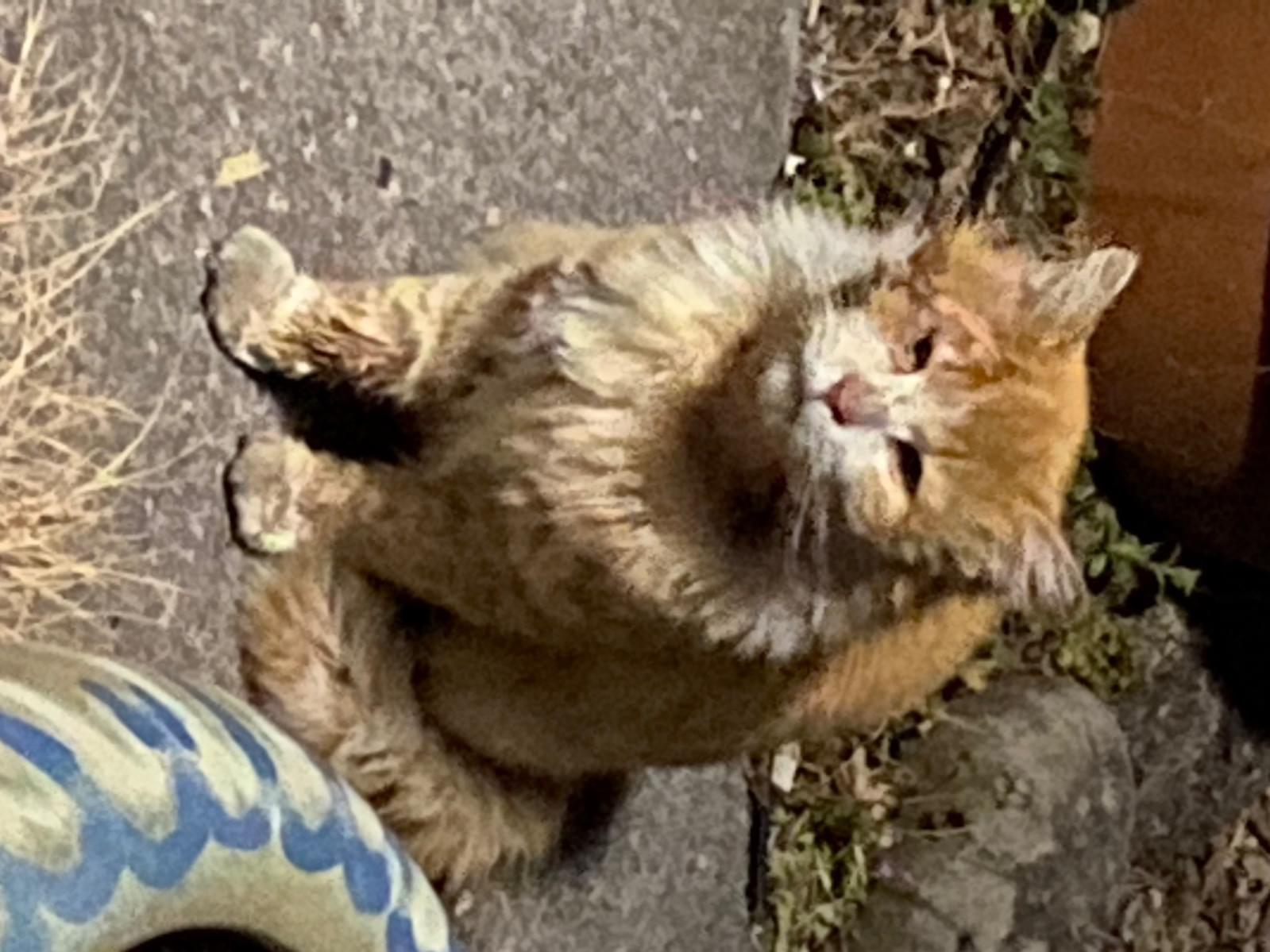 目撃された猫 目撃された猫