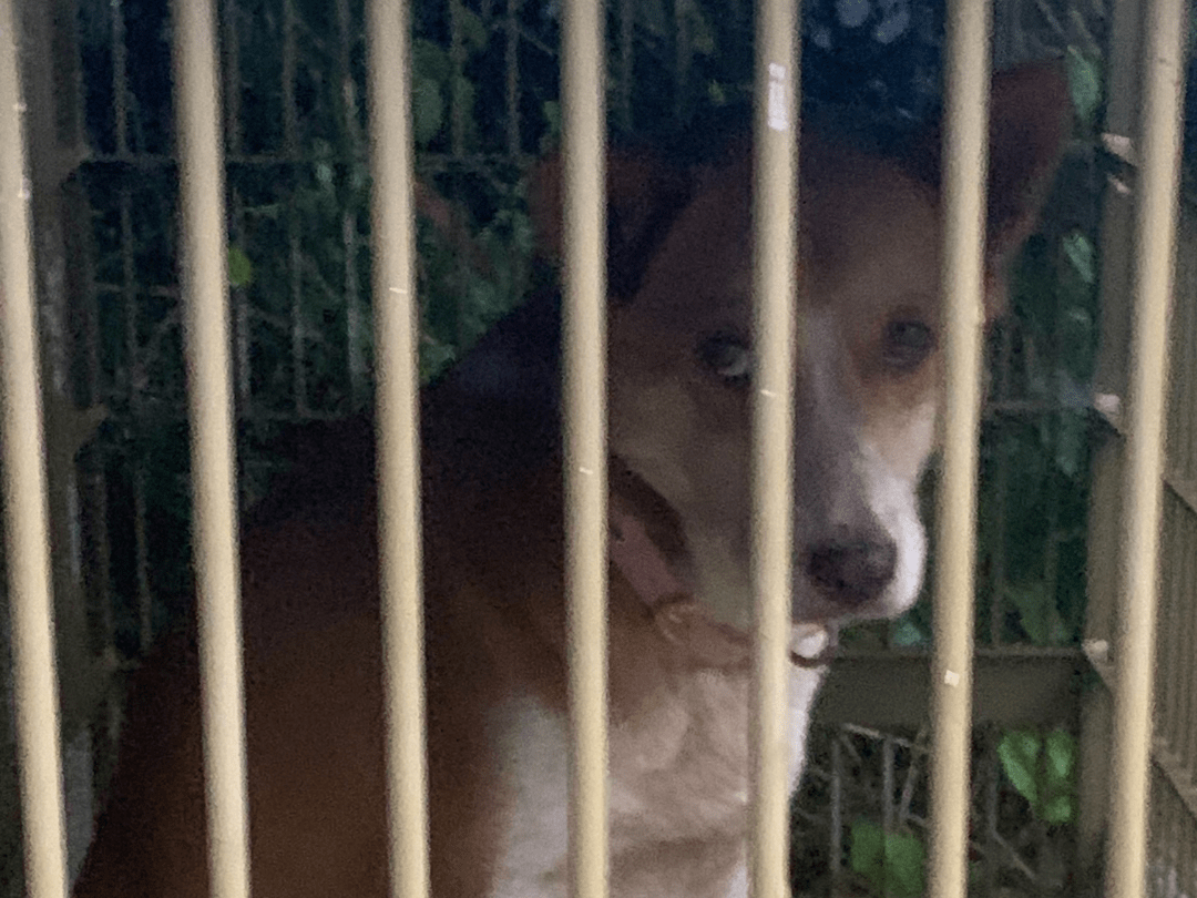 保護された犬 保護された犬