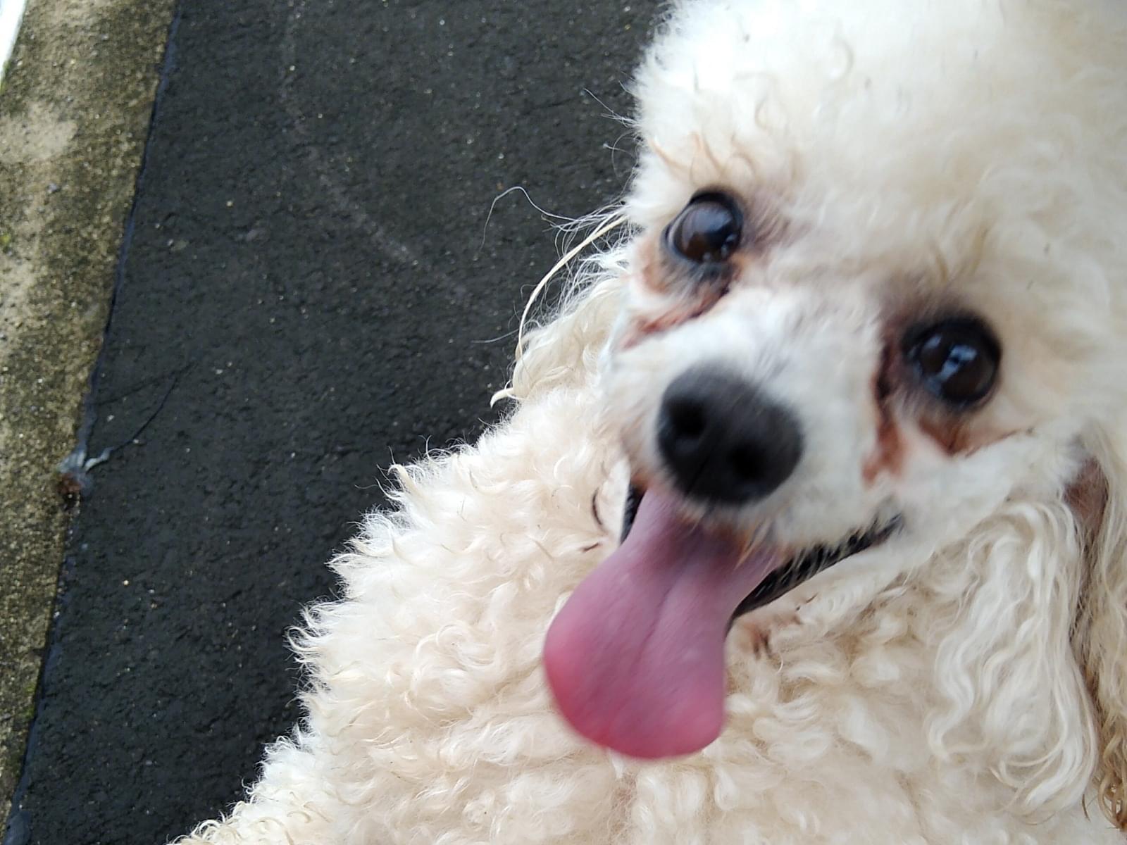 目撃された犬 目撃された犬