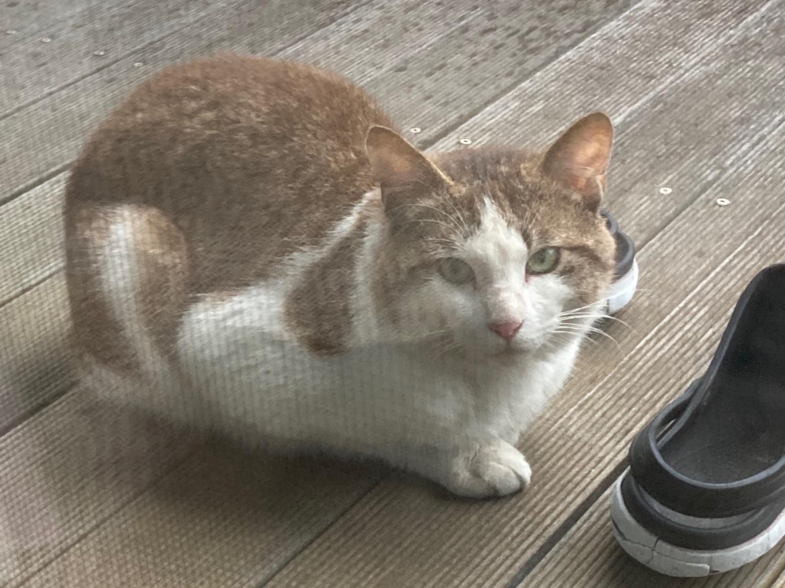 目撃された猫
