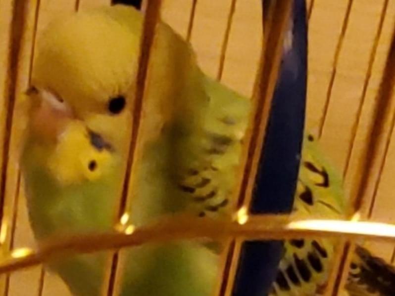保護された鳥 保護された鳥
