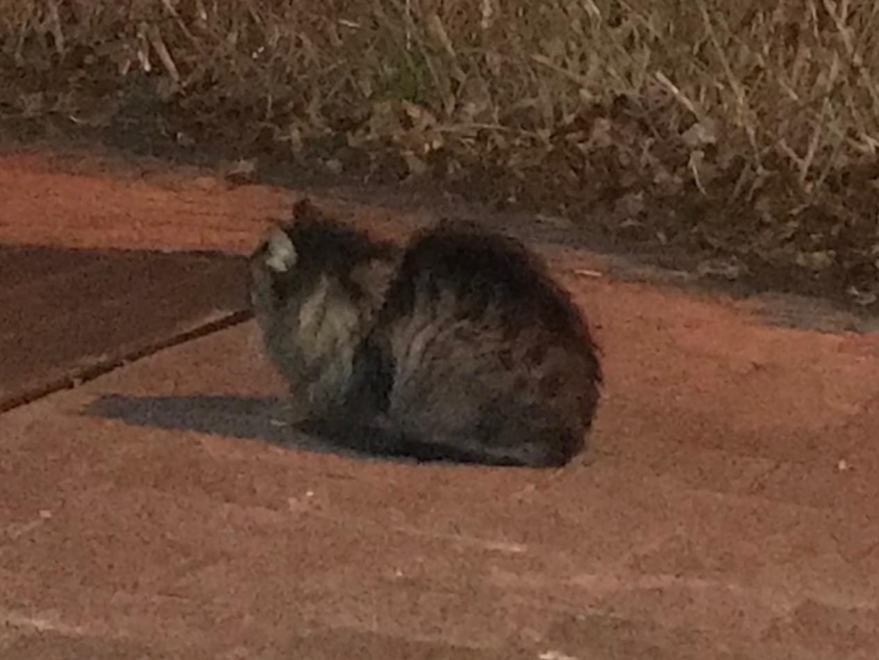 目撃された猫 目撃された猫