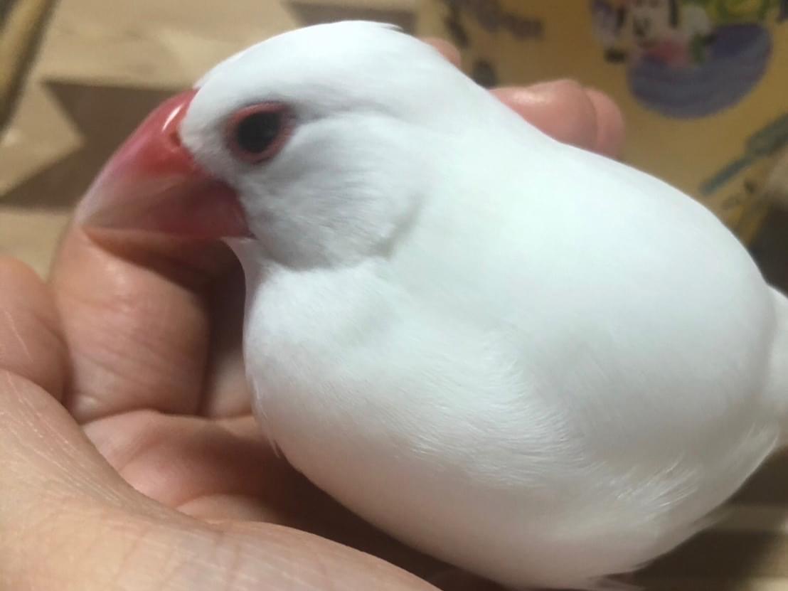 だいふくちゃん だいふくちゃん