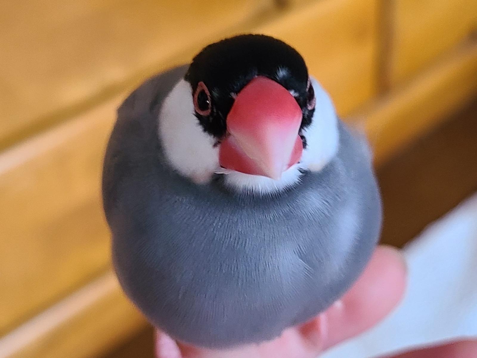 まくろんちゃん まくろんちゃん