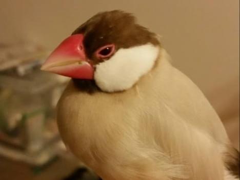 ももちゃん ももちゃん