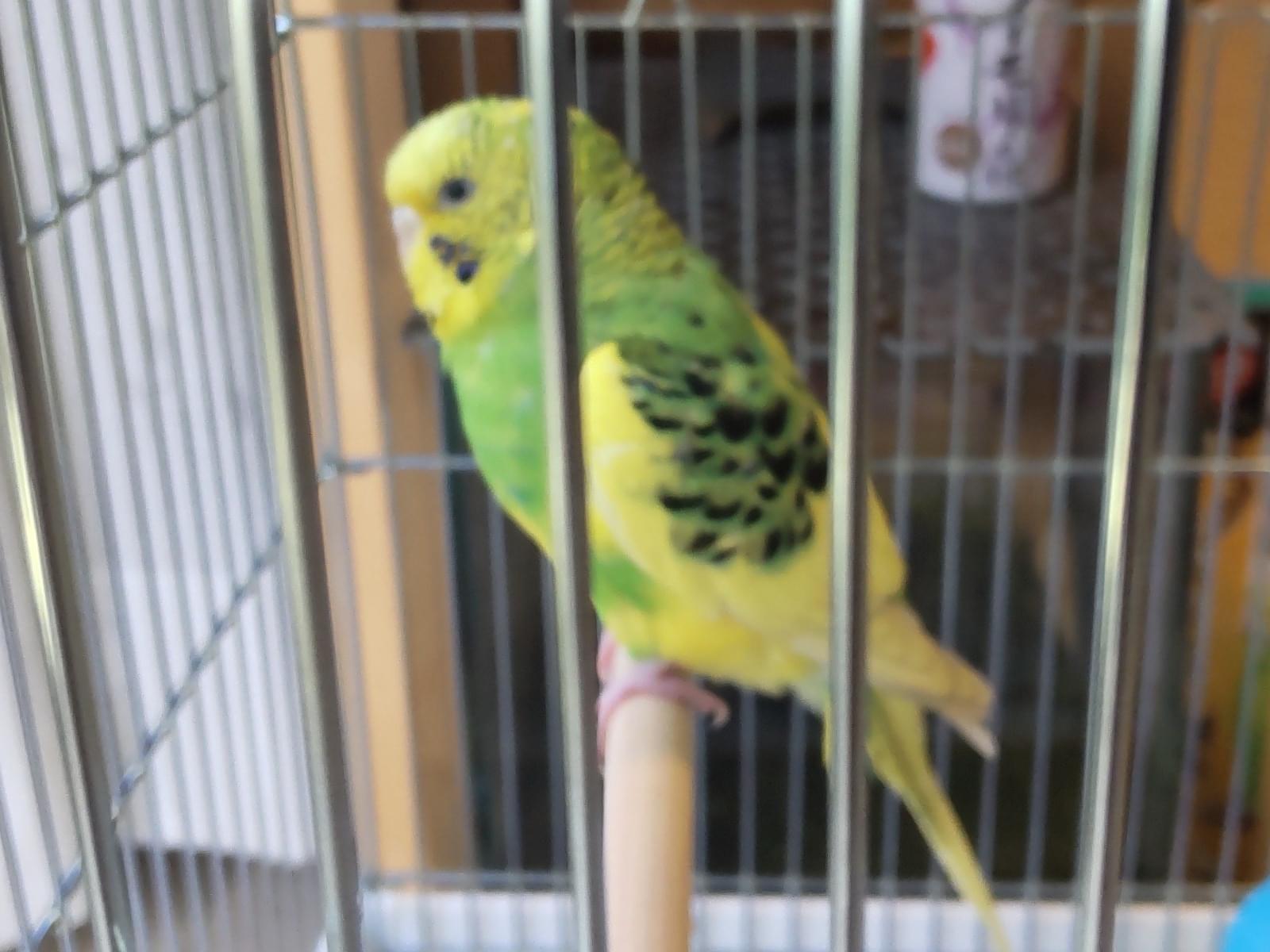 保護された鳥 保護された鳥