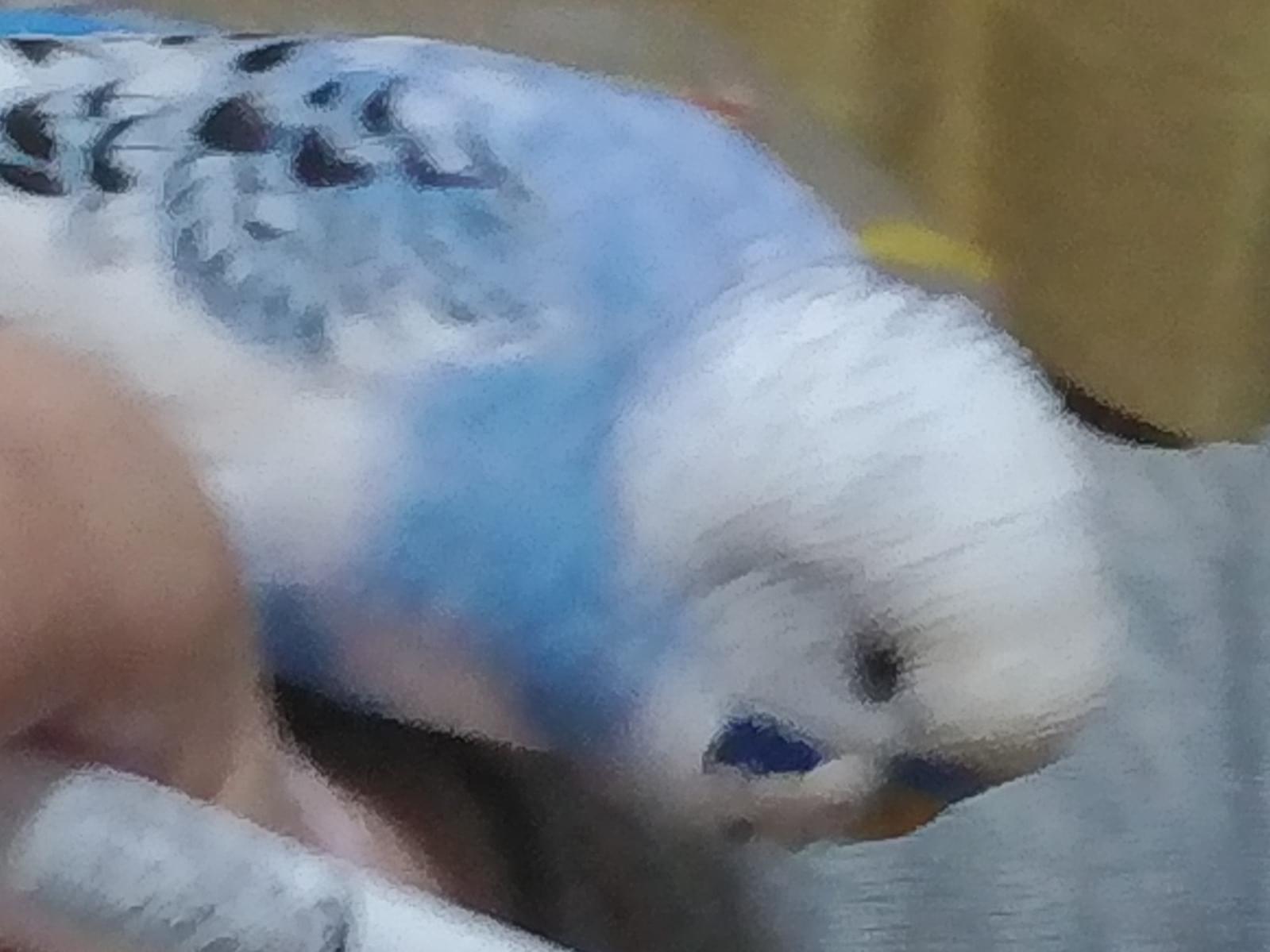 ぴーちゃん ぴーちゃん