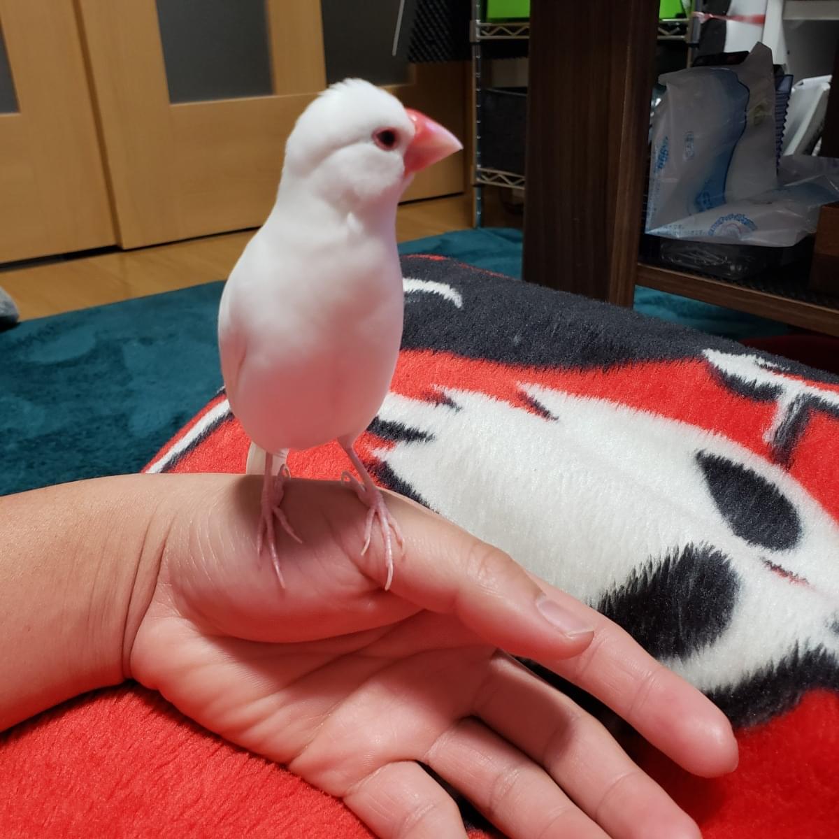 白文鳥もも様　ブラック　15ABR 尻尾の付け根に黒の模様がある白文鳥を探しています