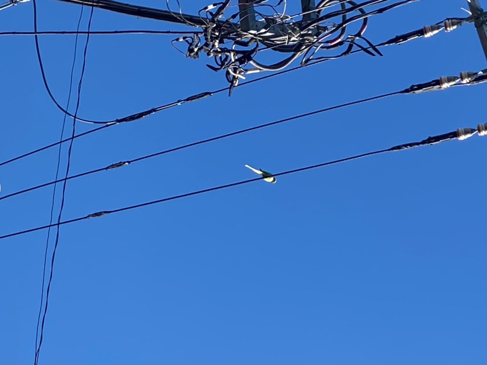 目撃された鳥 目撃された鳥