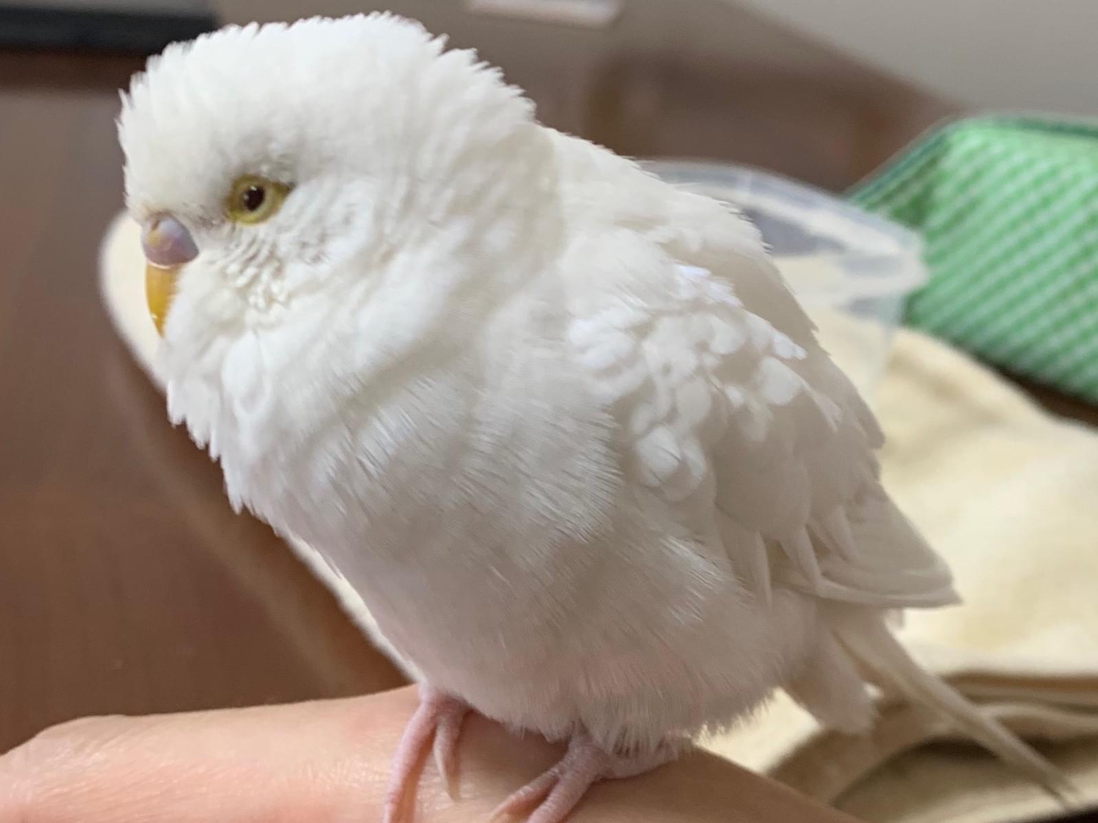 保護された鳥 保護された鳥
