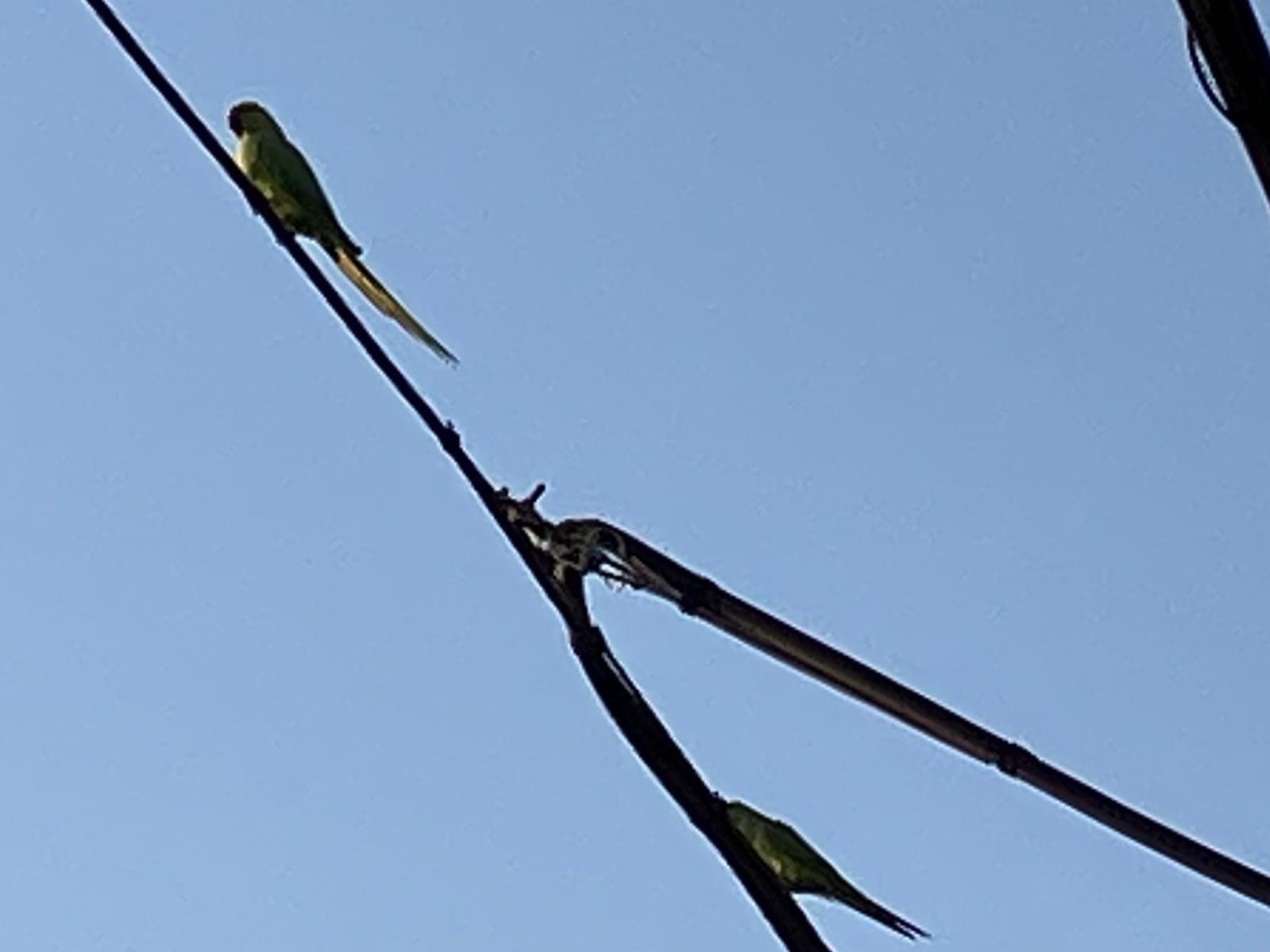 目撃された鳥 目撃された鳥