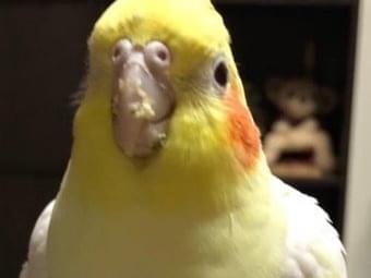 ピーちゃん ピーちゃん