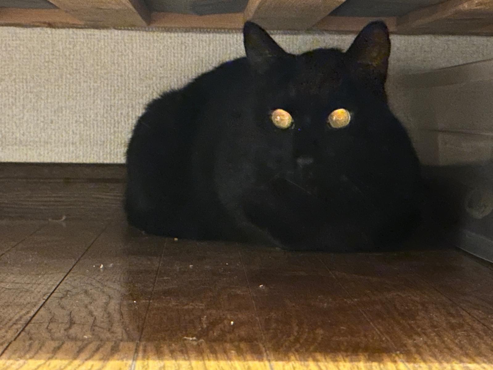 こまめちゃん こまめちゃん