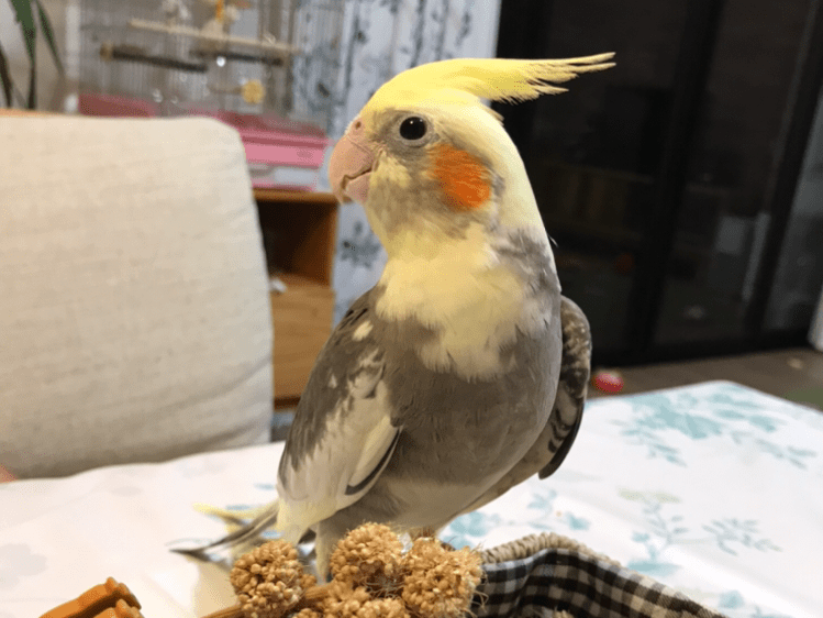 ピノちゃん ピノちゃん