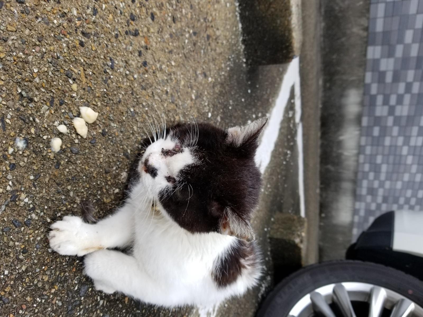 目撃された猫 目撃された猫
