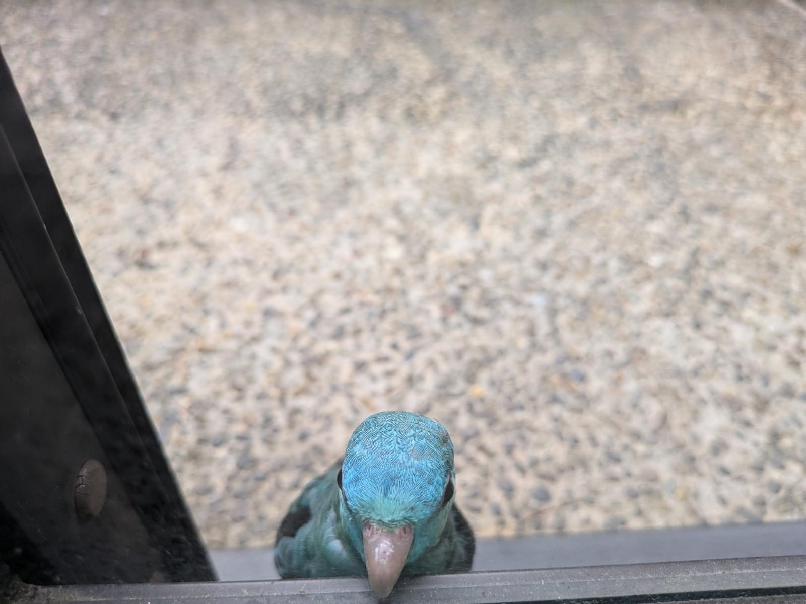 保護された鳥 保護された鳥