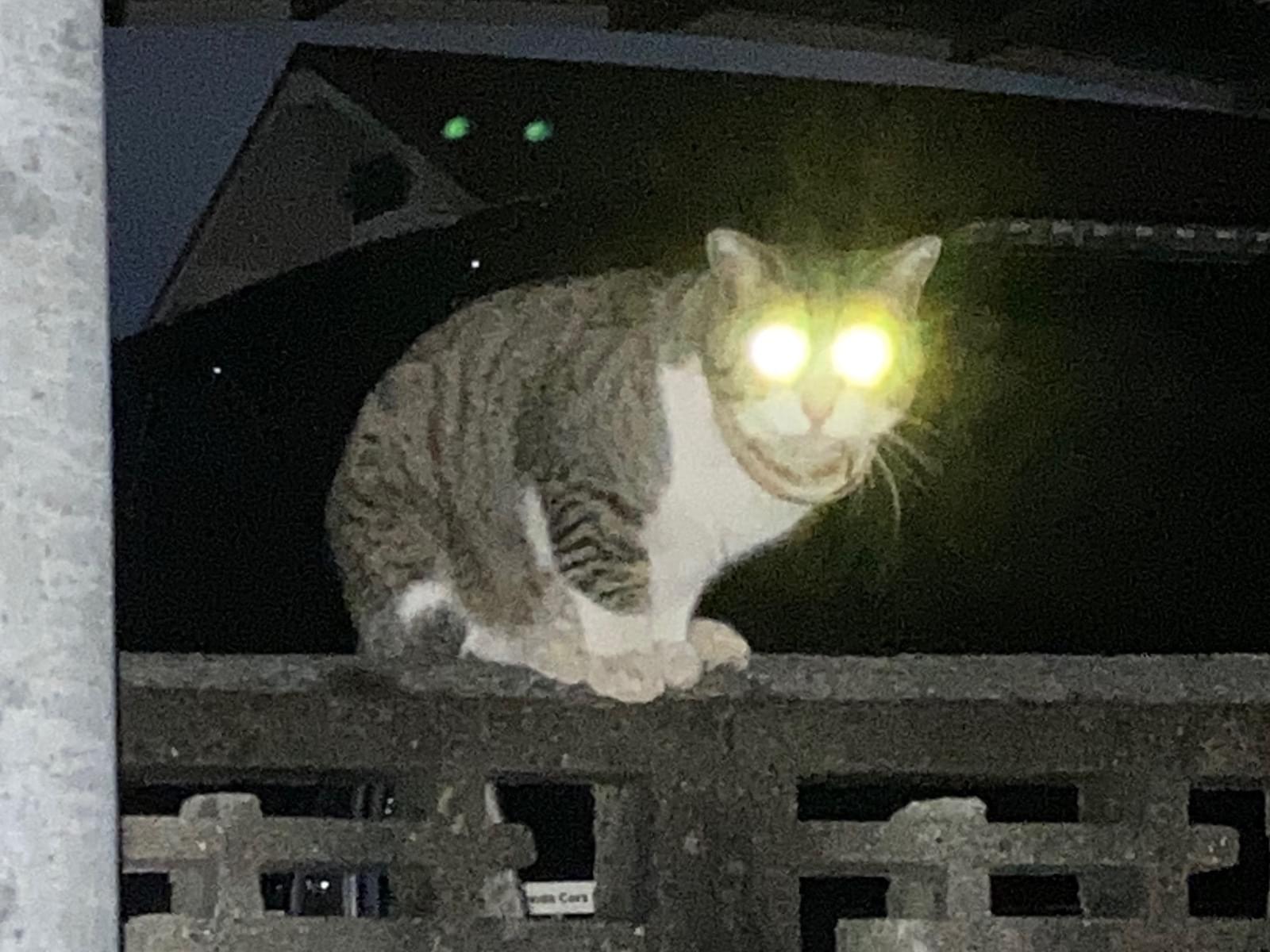 目撃された猫 目撃された猫