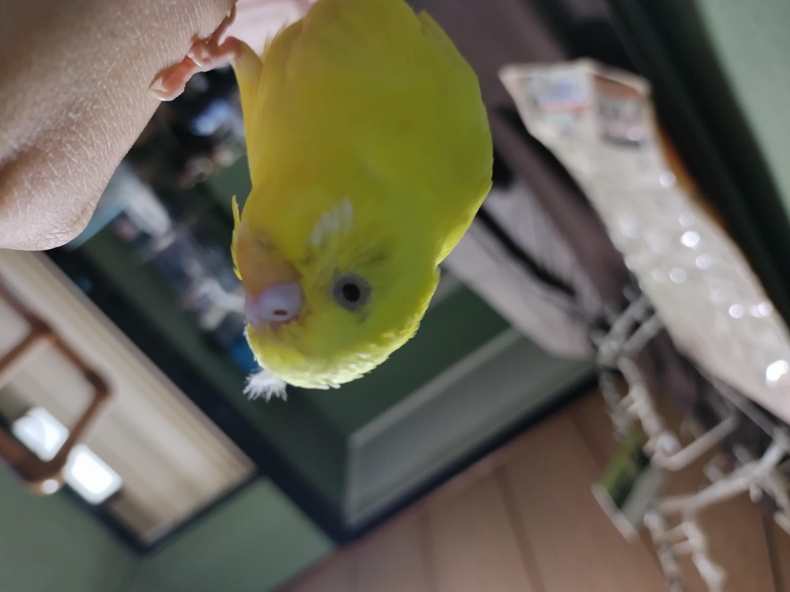 ピーちゃん ピーちゃん
