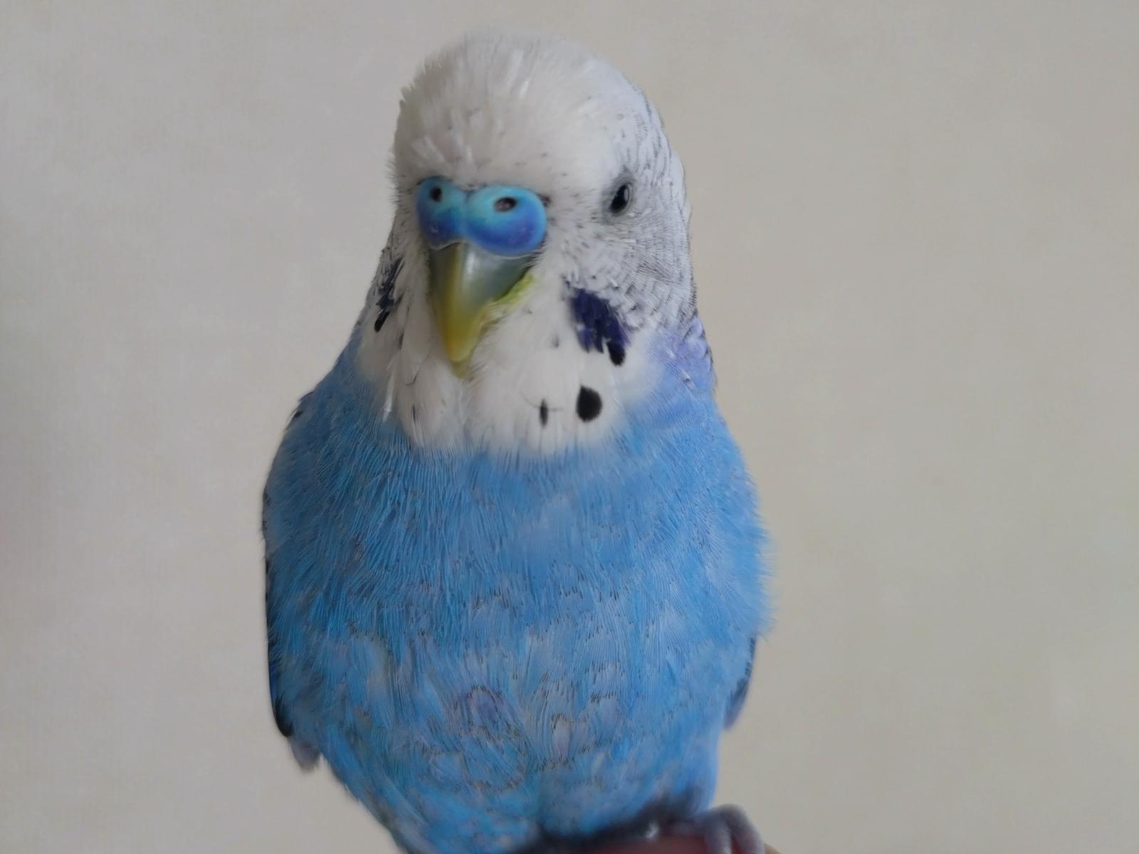 あおちゃん