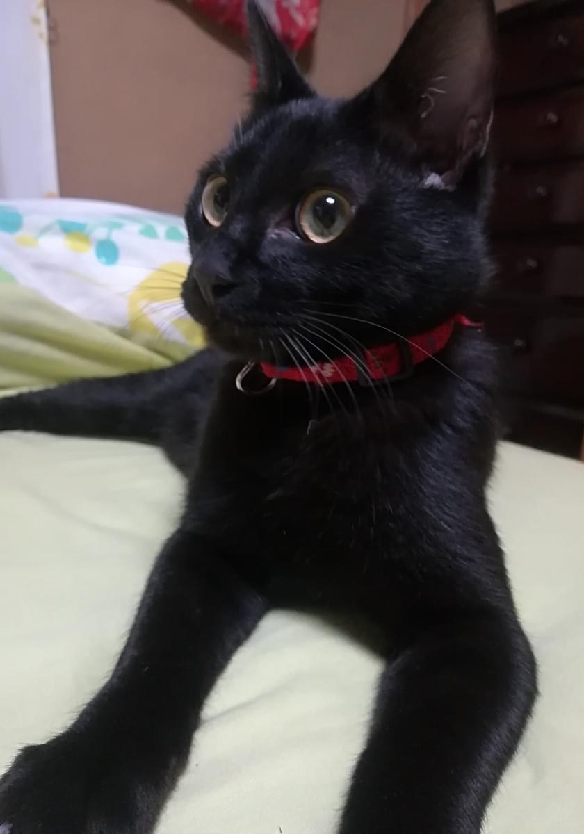 赤い首輪の黒猫を探しています