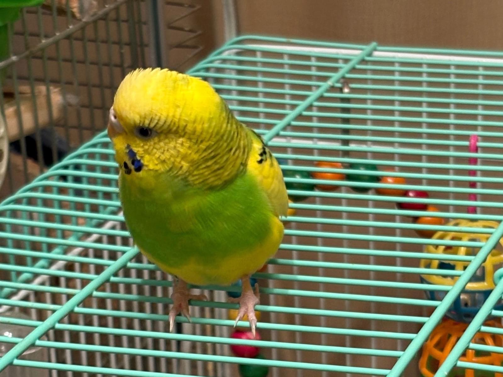 チャッピーちゃん チャッピーちゃん